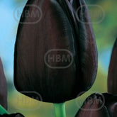 Hectarul - Bulbi de lalea Queen of Night, 5 bulbi